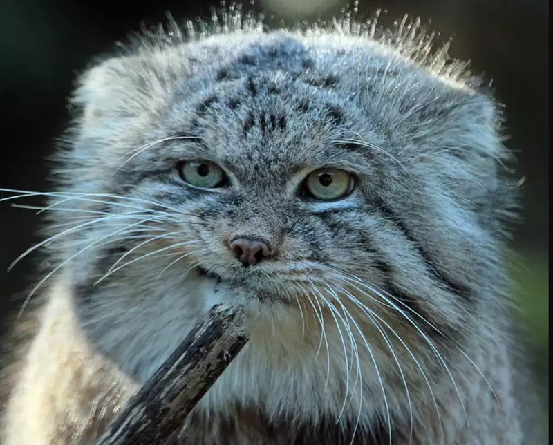 Illustration for article titled Notes from a Pallas Cat...
